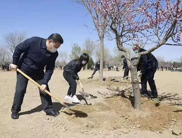12公分紅梅樹今年什么價格
